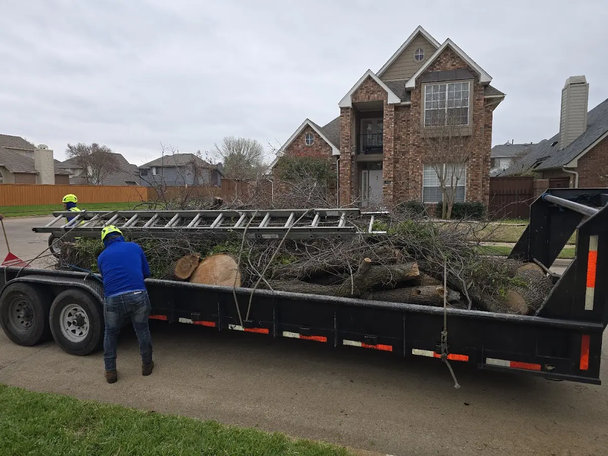 Expert Tree Removal with proper safety equipment in Howe